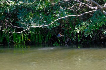 Obraz na płótnie Canvas kingfisher in flight