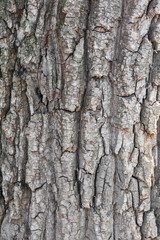 Obraz premium old tree bark close up as background