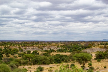 Fototapeta na wymiar Landscape of the yellow savannah of Tarangire National Park, in Tanzania, on a cloudy day
