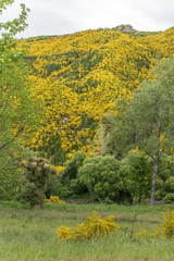 Naklejka premium slopes covered with blossoming broom shrubs, near Tapawera, Tasman, New Zealand