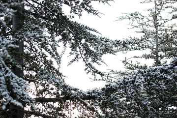 snow on evergreen pine tree