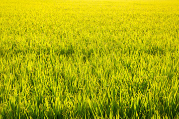 golden ripe rice farm