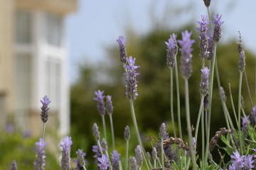 Beautiful, lavender, flowers, background, nature