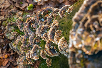 Obraz premium Fungus on tree stump in Highgate wood, London