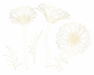 Golden greeting invitation card template design element, gerbera flowers with hand drawn doodle graphics isolated on white background.