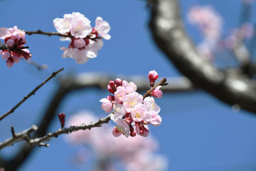 あんずの花