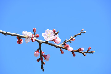 あんずの花