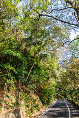 Fototapeta premium curval road under the tree