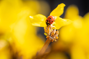 Marienkäfer auf gelber Blüte 