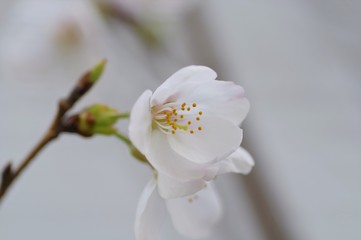 接写した桜の花