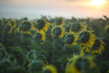 Sonnenblumen im Sonnenaufgang