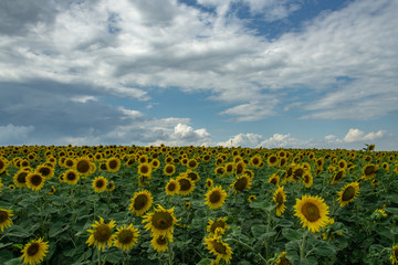 Obraz premium Golden fields of sunflowers. Landscape whit sunflowers and blue sky.