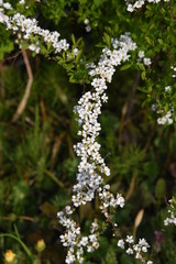 Thunberg spirea / Rosaceae deciduous shrub
