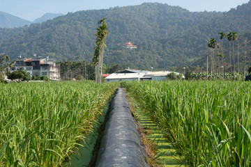 water bamboo farm