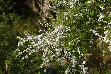 Thunberg spirea / Rosaceae deciduous shrub