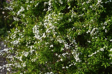 Fototapeta na wymiar Thunberg spirea / Rosaceae deciduous shrub