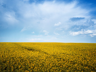 Obraz premium sunny field of sunflowers. drone shot. aerial view. summer spring landscape / background