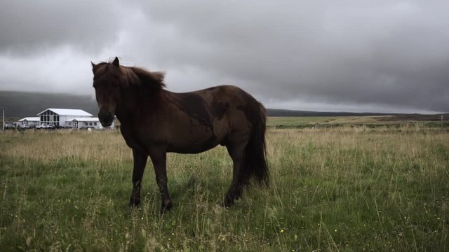 A brown horse looking at the camera, in a field of Iceland.