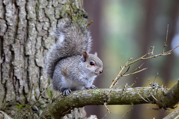 Cute squirrel 