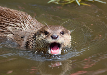 Happy otter
