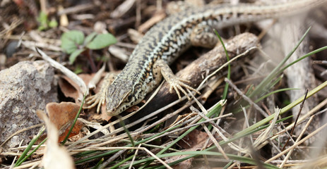 small and cute lizard in the grass