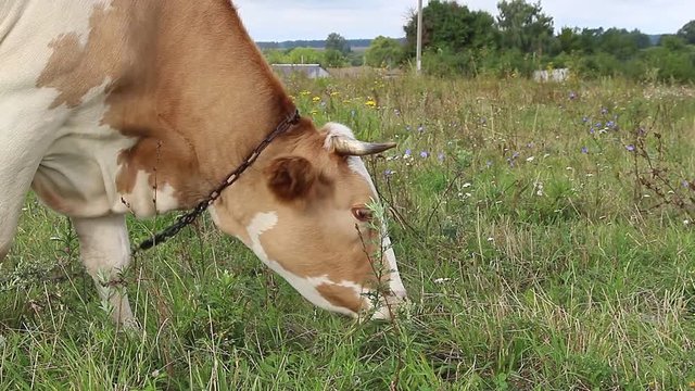 A brown and white cow grazes in a meadow near a village in central Russia. The cow is on a leash so that it doesn't run away, since there are no fences. Natural Organic Food Theme.