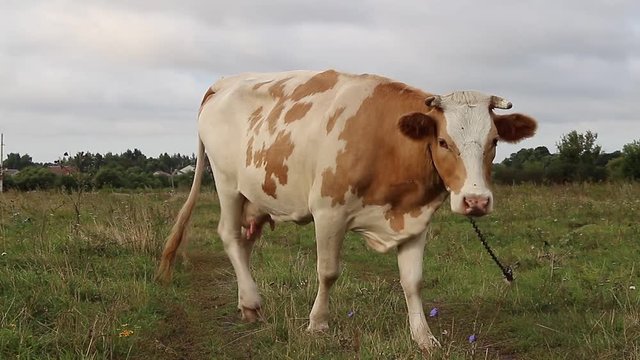 A brown and white cow grazes in a meadow near a village in central Russia. The cow is on a leash so that it doesn't run away, since there are no fences. Natural Organic Food Theme.