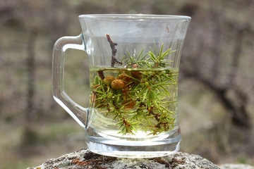 Juniper, Juniperus oxycedrus. Hot herbal tea.