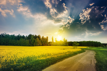 Naklejka premium Oilseed Rape Spring Field with Path and Stormy Clouds with Evening Sun