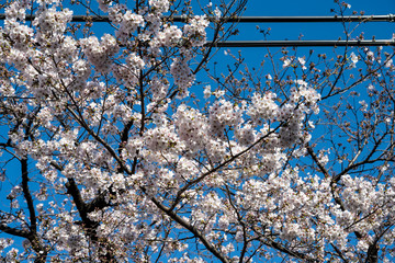 晴天に桜