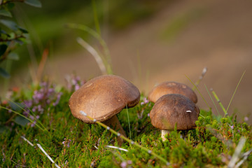 Short brown mushroom with blurred hills on background