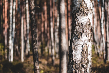 Obraz premium Sunny woods landscape in Spring time. Sun shining, moody tones. Shallow depth of field. Birch trunk in close up