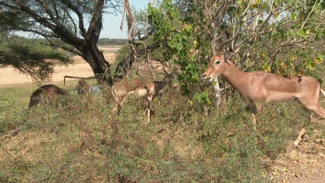 Impala (Aepyceros melampus) male in rut calling to his harem