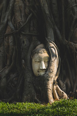 Buddha head in tree roots at Wat Mahathat temple