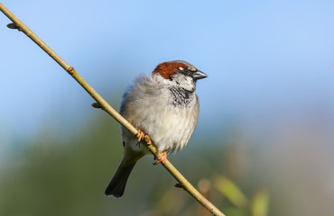 Adult male House Sparrow (Passer domesticus) perched on a branch in the spring sunshine.