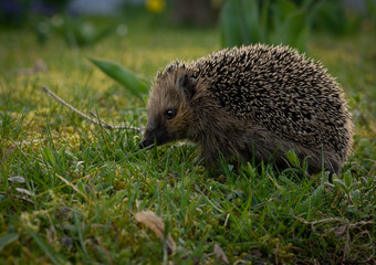 cute hedgehog in spring on tour