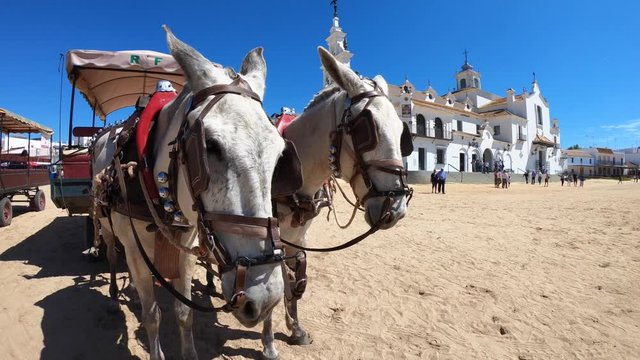 Horse carriage in front of El Rocio church. HUELVA, ANDALUSIA, SPAIN. 