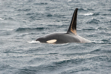 Orca