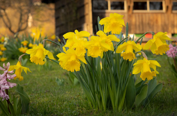 yellow daffodills narcissus on a green field
