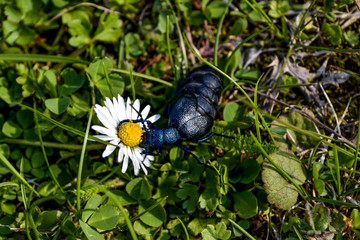 Black beetle bug on green leaf close-up