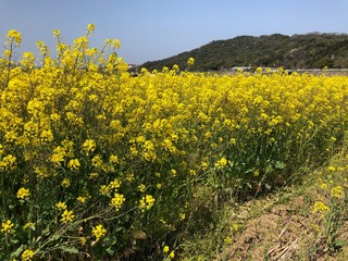 Fototapeta premium 菜の花畑