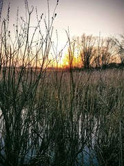 reeds at sunset
