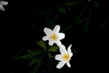 Fototapeta na wymiar Buschwindröschen, Frühlingsblumen