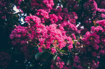 Obraz premium Pink flowers of a tree