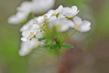 white flowers of apple tree
