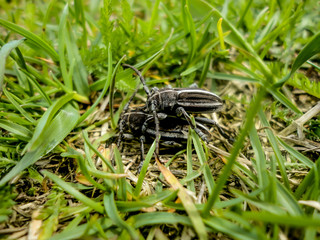 Black beetle bug on green leaf close-up