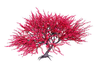 3D Rendering Red Blooming Sakura Tree on White