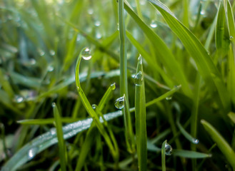 Raindrop on green grass. Twinkle like jewery.Green grass with water drops.Drops of water on the green grass after rain, macro