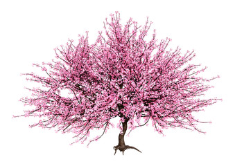 3D Rendering Pink Blooming Sakura Tree on White © photosvac