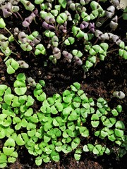 green plants growing in the garden